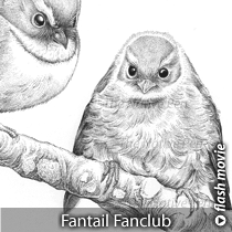 Fantail fanclub