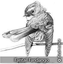 Fantail Fandango
