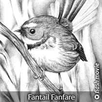 Fantail Fanfare