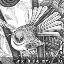 Fantail in the ferns