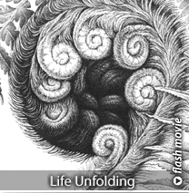 Life Unfolding