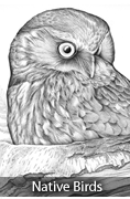 Native Birds